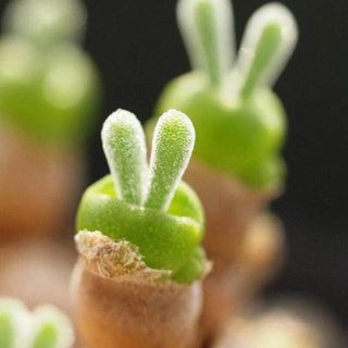  多肉植物 オープン記念 444円 モニラリア の種 10粒  ウサギの耳 (その他)