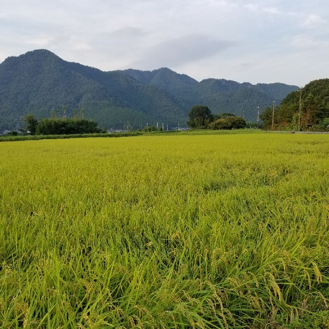 平成30年度兵庫県丹波産　無農薬コシヒカリ10キロ