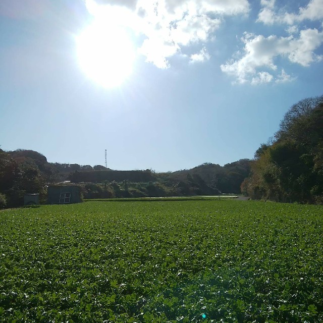 大根生産全国1位！　三浦の青首大根 食品/飲料/酒の食品(野菜)の商品写真