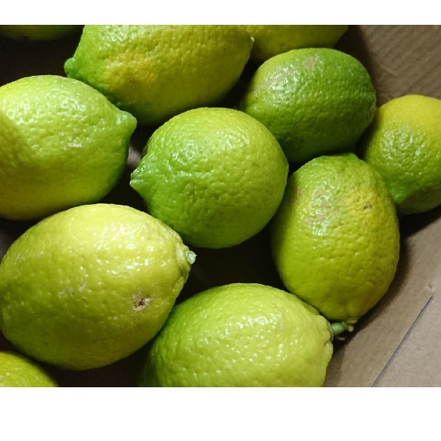 グリーンレモン 国産レモン 自家栽培 コンパクト箱サイズ 食品/飲料/酒の食品(フルーツ)の商品写真