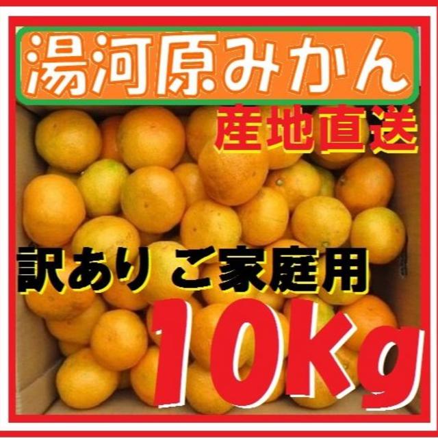 10㌔ みかん 🍊訳あり 湯河原みかん ご家庭用 不選別 産地直送 蜜柑 食品/飲料/酒の食品(フルーツ)の商品写真
