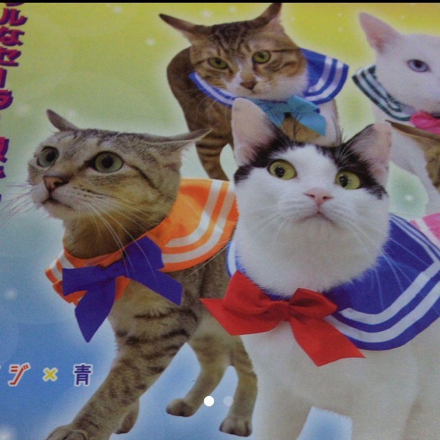 ねこのかぶりもの ねこのセーラー服 首輪  オレンジ×青 その他のペット用品(猫)の商品写真