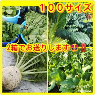 100サイズ野菜詰め合わせ(野菜)