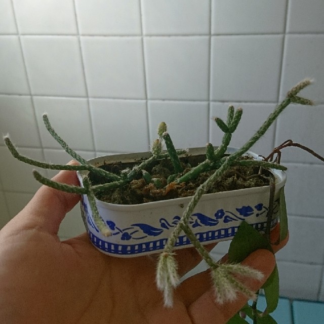 多肉植物 リプサリス フロストシュガーの通販 By キャバリアプードル S Shop ラクマ 多肉植物 リプサリス フロストシュガーの通販 By キャバリアプードル S Shop ラクマ