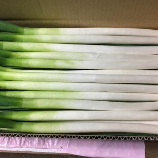 ブルーム(BLOOM)の白ネギ、5キ箱にお詰めてお届けします。(野菜)