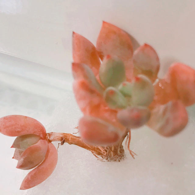 多肉植物 ピンクローズ抜き苗 ハンドメイドのフラワー/ガーデン(その他)の商品写真