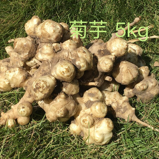 菊芋 きくいも 無農薬 約5kg 和歌山県産 送料込み 食品/飲料/酒の食品(野菜)の商品写真