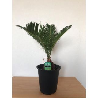 観葉植物「ソテツ」5号鉢(その他)