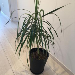 観葉植物 室内 Ｐ様専用(プランター)