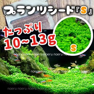 たっぷり10〜13g (ラクマ最大量)60-90水槽 発芽実証済プランツシード(アクアリウム)