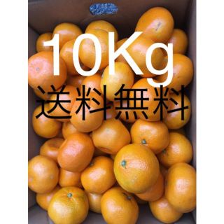 和歌山県 傷あり訳ありみかん約10kg(フルーツ)