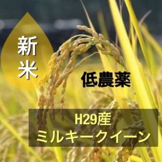 こな様専用！ミルキークイーン10kg(米/穀物)