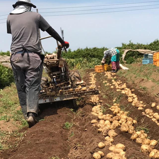 新じゃがいも 長崎県産 にしゆたか10kg 有機栽培 食品/飲料/酒の食品(野菜)の商品写真