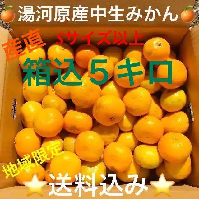 訳あり★産直不揃い５kg箱込み★神奈川県湯河原産🍊中生みかん🍊① 食品/飲料/酒の食品(フルーツ)の商品写真