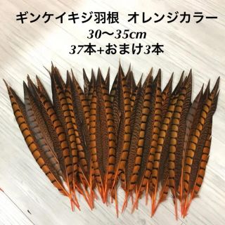 ギンケイキジ羽根☆30〜35cm☆オレンジカラー37本+おまけ3本セット(各種パーツ)