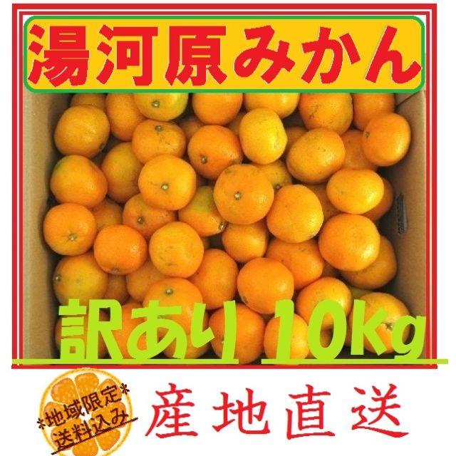 10kg みかん 🍊訳あり 湯河原みかん ご家庭用 不選別 産地直送 蜜柑 食品/飲料/酒の食品(フルーツ)の商品写真