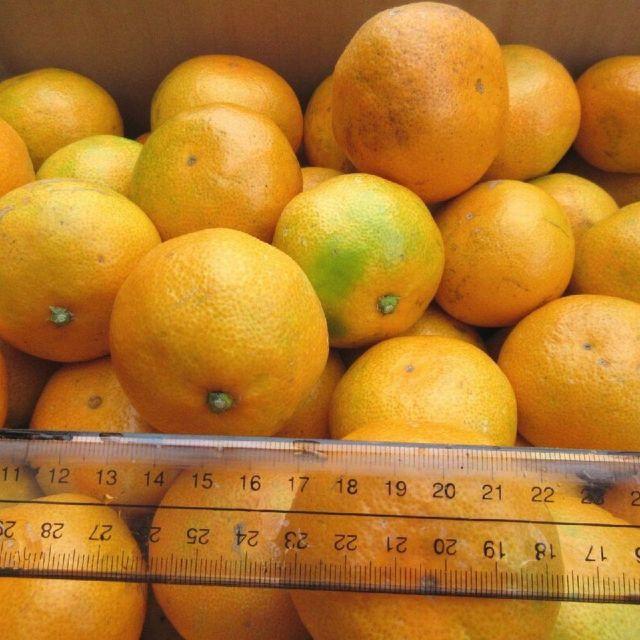 ひめこげ 様専用10㌔ ２箱みかん 🍊訳あり 湯河原みかん ご家庭用 不選別 食品/飲料/酒の食品(フルーツ)の商品写真