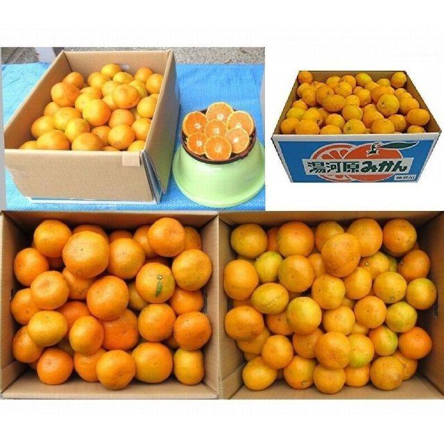 ひめこげ 様専用10㌔ ２箱みかん 🍊訳あり 湯河原みかん ご家庭用 不選別 食品/飲料/酒の食品(フルーツ)の商品写真