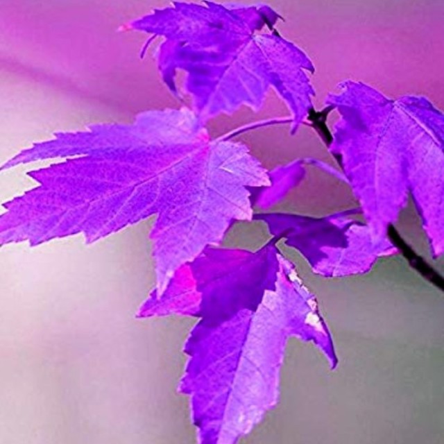 紫の紅葉の種　　10粒 ハンドメイドのフラワー/ガーデン(その他)の商品写真
