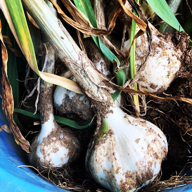 高級 国産無農薬 黒にんにく 200g! 食品/飲料/酒の食品(野菜)の商品写真