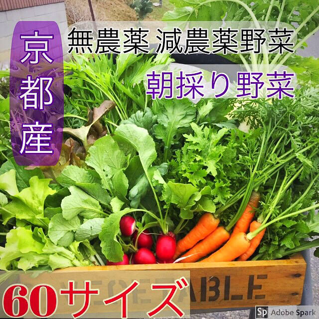 新鮮野菜詰め合わせ！今が旬！！京野菜 無農薬 減農薬 朝採り発送です^ ^ 食品/飲料/酒の食品(野菜)の商品写真