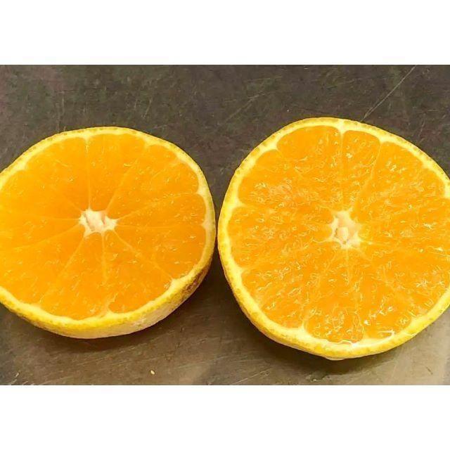 訳あり★産直不揃い５kg箱込み★神奈川県湯河原産🍊中生みかん🍊⑤ 食品/飲料/酒の食品(フルーツ)の商品写真