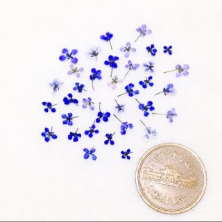 52 押し花セット✿即日発送♡ハンドメイド 小花 素材(ドライフラワー)