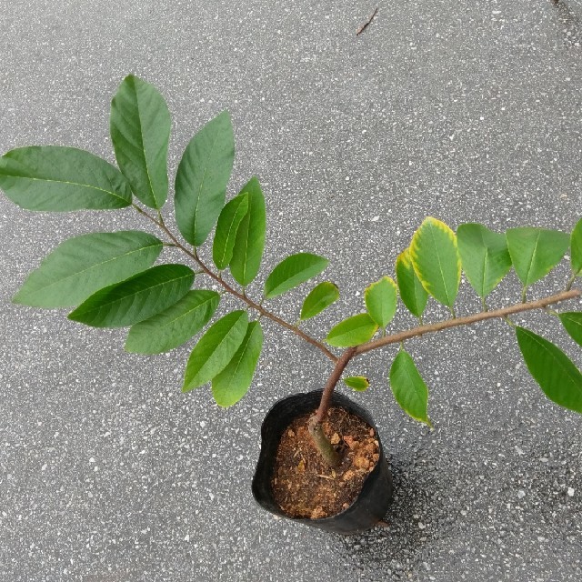 沖縄本島栽培品 アテモヤの接ぎ木苗（ジェフナー種、樹高約40cm ）