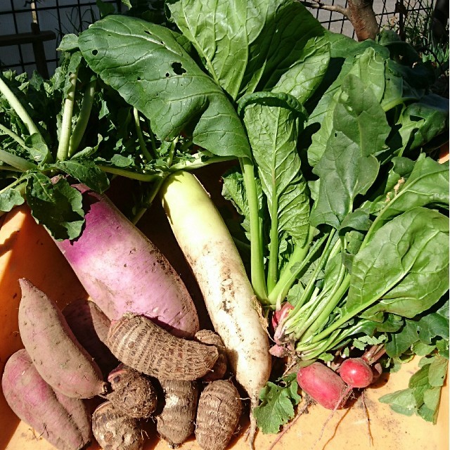 無農薬❗新鮮野菜セット(70サイズ) 長崎県五島列島よりお届け❗ 食品/飲料/酒の食品(野菜)の商品写真