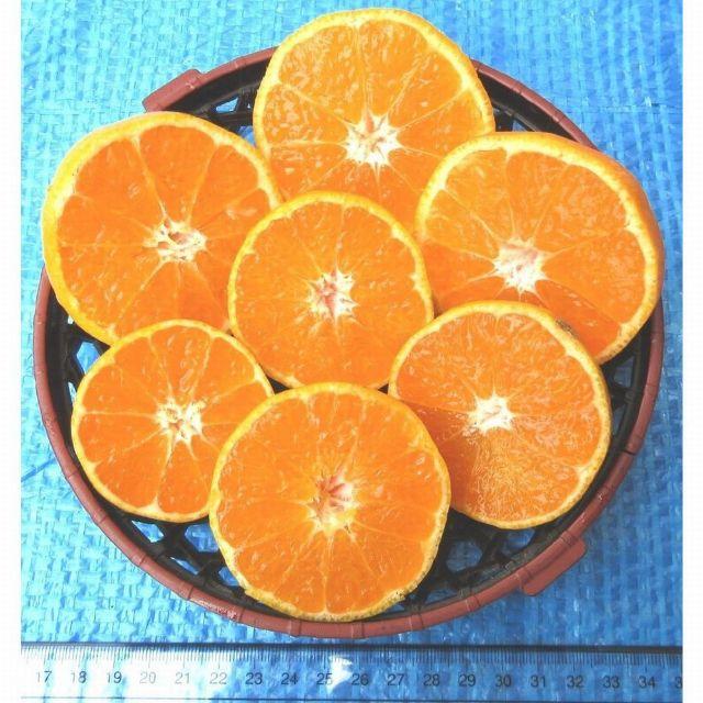 10kg みかん 🍊訳あり 湯河原みかん ご家庭用 不選別 産地直送 蜜柑 食品/飲料/酒の食品(フルーツ)の商品写真