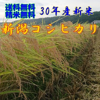 ゆうひ・おおぞら様専用 コシヒカリ精米60kg (米/穀物)