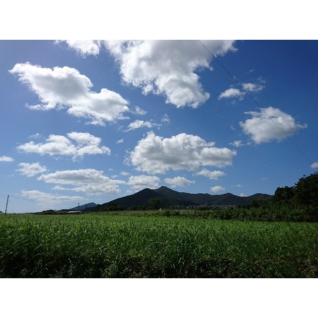 無農薬❗新鮮野菜セット(70サイズ) 長崎県五島列島よりお届け❗ 食品/飲料/酒の食品(野菜)の商品写真