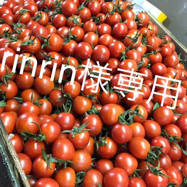 rinrin様専用 ミニトマト1kg 食品/飲料/酒の食品(野菜)の商品写真