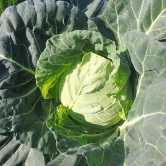 宮崎県産 野菜セット 食品/飲料/酒の食品(野菜)の商品写真