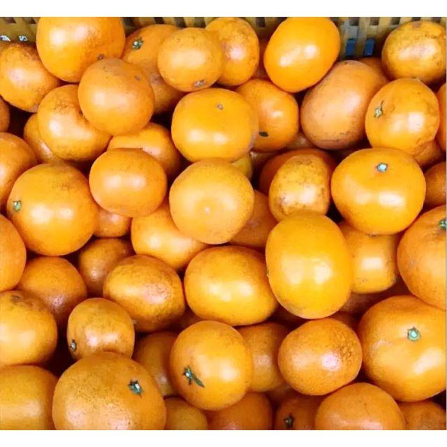 訳あり★産直不揃い5kg★神奈川県湯河原産🍊晩生 青島温州みかん🍊① 食品/飲料/酒の食品(フルーツ)の商品写真