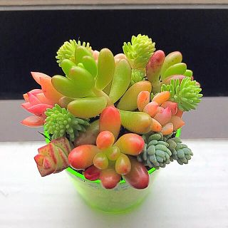 売約済！多肉植物 寄せ植え ミニサイズ♡ このまま飾れます⑤(その他)