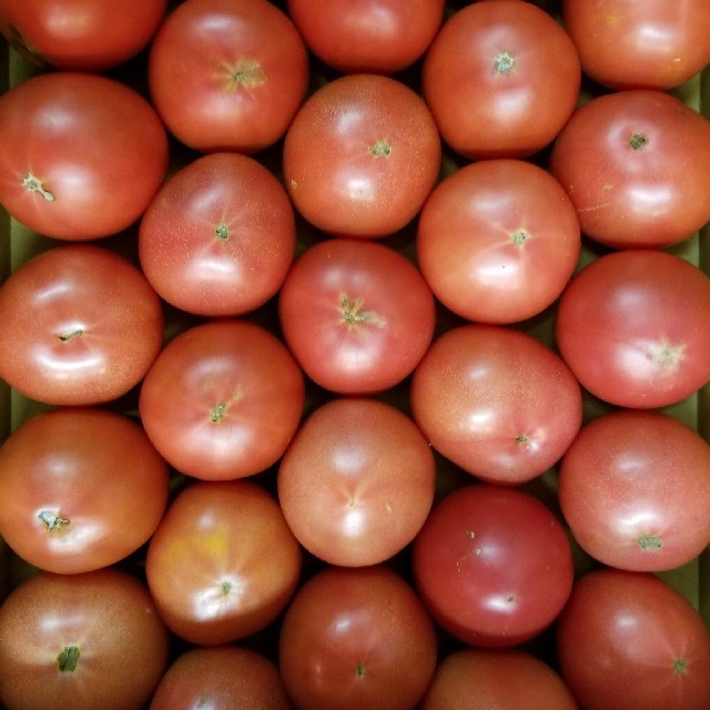 訳ありフルーツトマト　4kg 食品/飲料/酒の食品(野菜)の商品写真