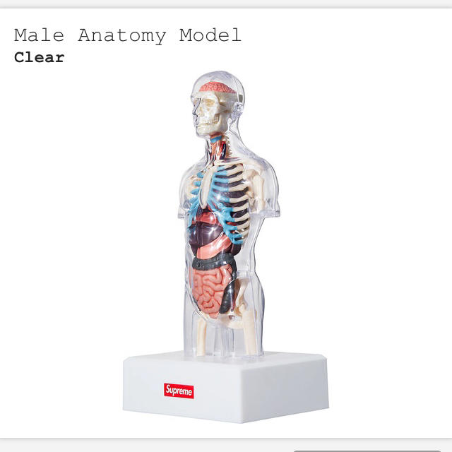 Supreme male anatomy model