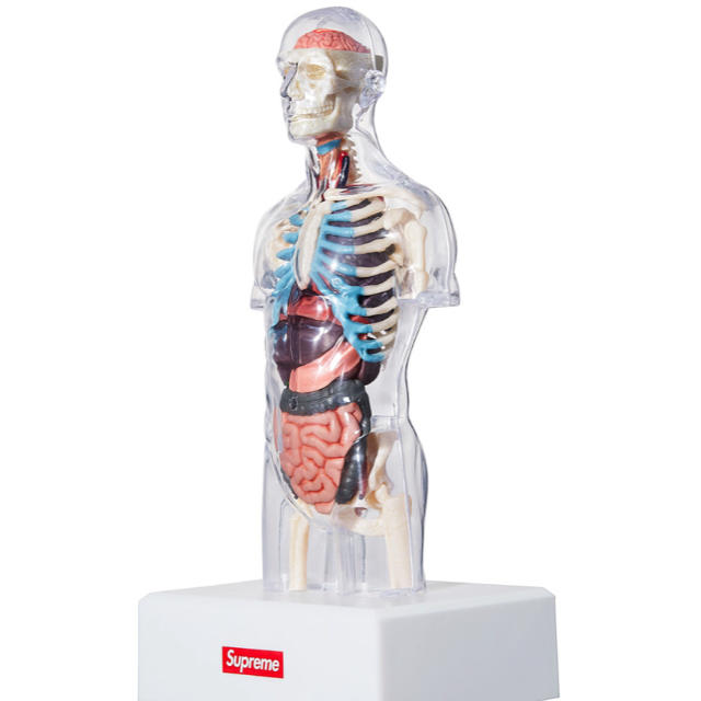 Supreme male anatomy model