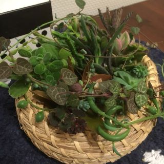 イケア(IKEA)のIKEAの鉢をプレゼント☆多肉植物 初心者スタートパック 21種類盛り合わせ(その他)