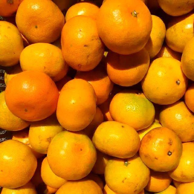 訳あり★産直不揃い10kg★神奈川県湯河原産🍊晩生 青島温州みかん🍊③ 食品/飲料/酒の食品(フルーツ)の商品写真