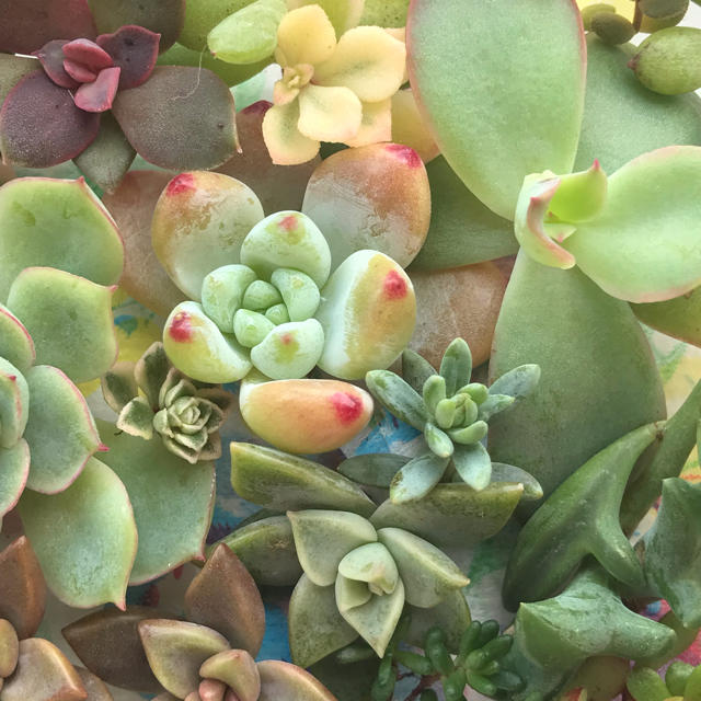 ❤︎多肉植物　カット苗小苗set❤︎