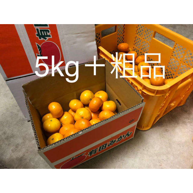 有田みかん5kg＋おまけ付き 大玉 つやつや美品が多め 食品/飲料/酒の食品(フルーツ)の商品写真