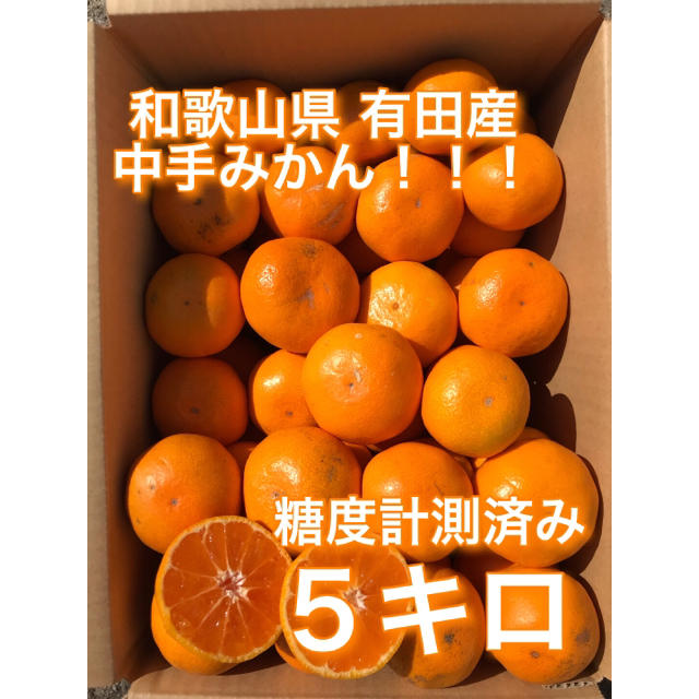 有田みかん 食品/飲料/酒の食品(フルーツ)の商品写真