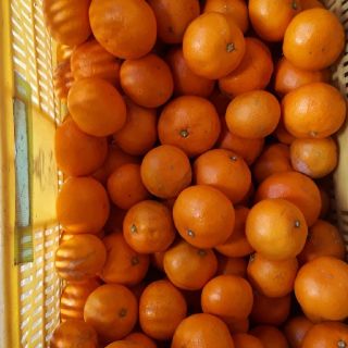 蒲郡みかん 2kg 送料無料 早生みかん 訳あり(フルーツ)