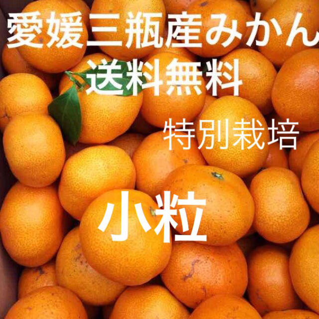 愛媛三瓶産みかん 小粒  3キロ 食品/飲料/酒の食品(フルーツ)の商品写真