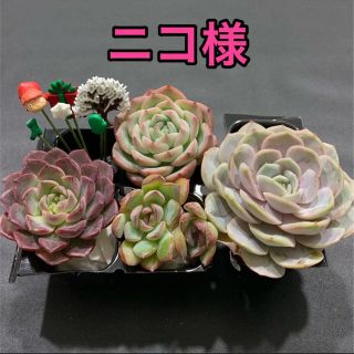 ニコ様専用 多肉植物(その他)