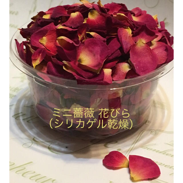 ミニバラ 花びら シリカゲル乾燥 ドライフラワー 花弁 ミニ薔薇 ミニローズ の通販 By クリーム S Shop ラクマ