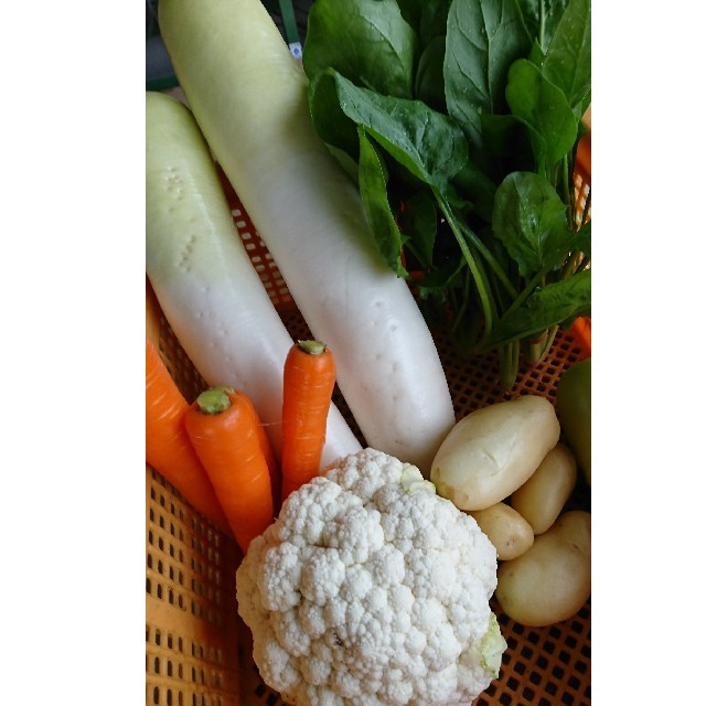 残り僅か！野菜セット　熊本県産（低農薬） 食品/飲料/酒の食品(野菜)の商品写真