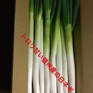 信州産白ネギ5キロ箱詰め(野菜)